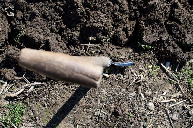Дачники весь час роблять цю помилку під час перекопування: вона псує урожай на весь рік