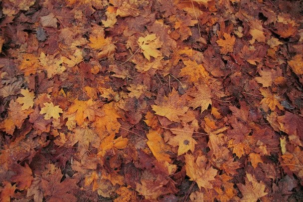 Народні прикмети 26 жовтня / © pexels.com