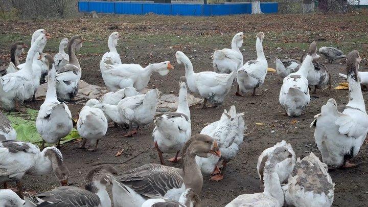 До 5 тисяч гривень за гусака: чоловік на Хмельниччині вирощує незвичайних птахів