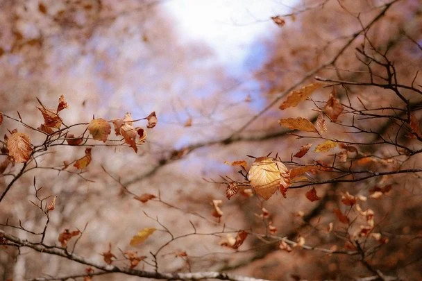 Народні прикмети 1 листопада / © pexels.com