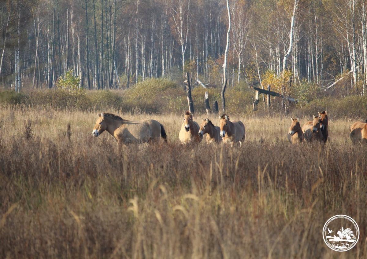 Біля Чорнобиля помітили табун рідкісних коней (фото)