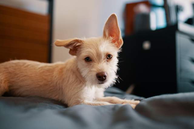 Оренда pet-friendly квартири стає квестом: чому 65% пошукачів отримують відмови