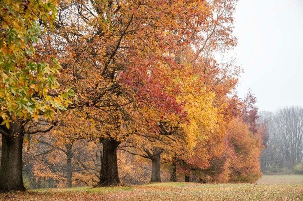 Народні прикмети 23 жовтня / © pexels.com