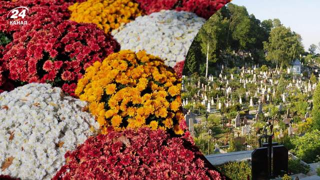Як захистити хризантеми на кладовищі: рослини переживуть холод і морози