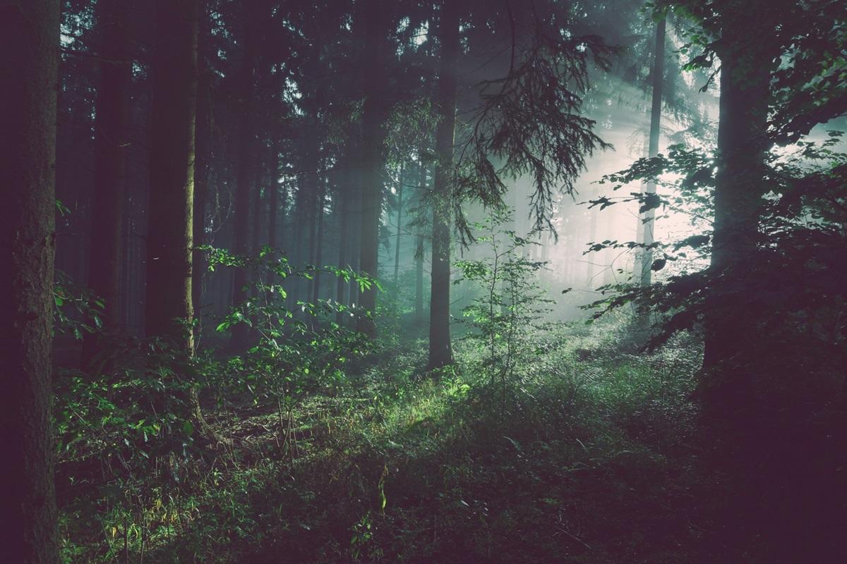 У Польщі знайшли величезний білий гриб вагою понад 2,5 кг (фото)