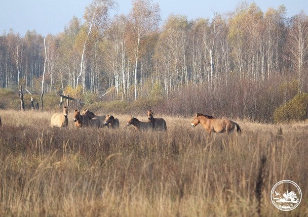 Коні Пржевальського у Чорнобильському заповіднику / © Чорнобильський радіаційно-екологічний біосферний заповідник