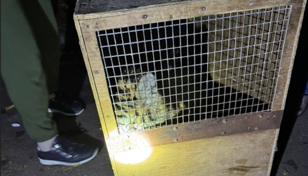 У Миколаєві знайшли тигреня, яке втекло із зоопарку