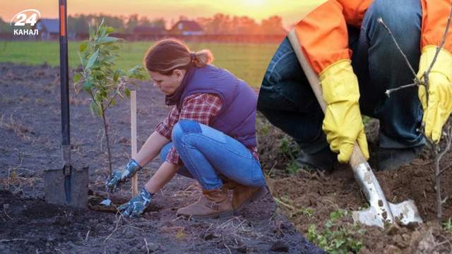Оминайте ці 5 ділянок у саду: молоді дерева не приживуться і не дадуть плодів