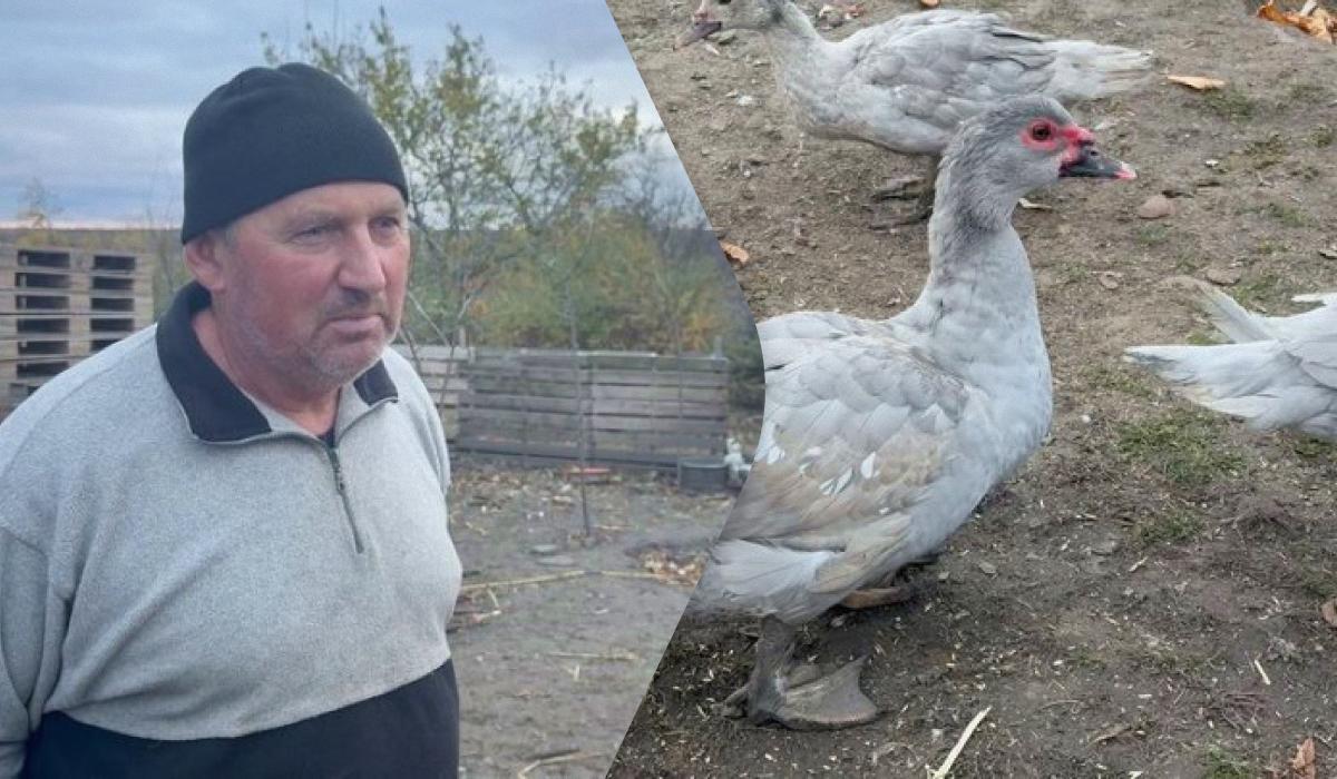 До 5 тисяч гривень за гусака: чоловік на Хмельниччині вирощує незвичайних птахів