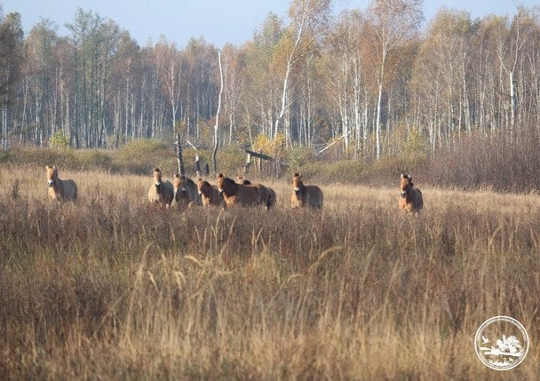 Живуть у власному ритмі: в Чорнобильській зоні помітили групу "дослідників простору" (фото)