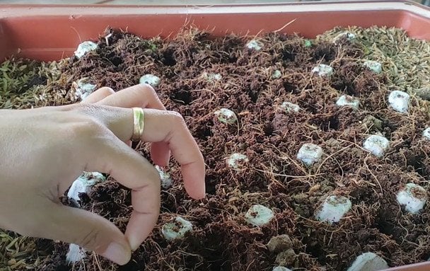 Як використати картонні яєчні лотки на городі восени: дієвий лайфгак від дачників