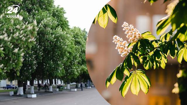 Київ міг залишитися без каштанів: чому колись дерева наказали викорчувати