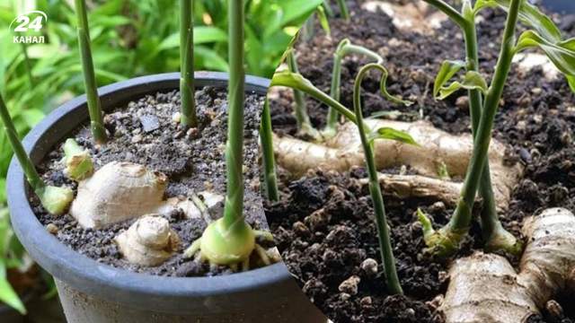 Посадіть цей корінь у горщик: матимете запас імбиру вдома цілий рік