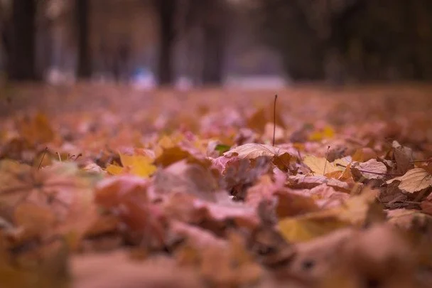 Народні прикмети 2 листопада / © pexels.com