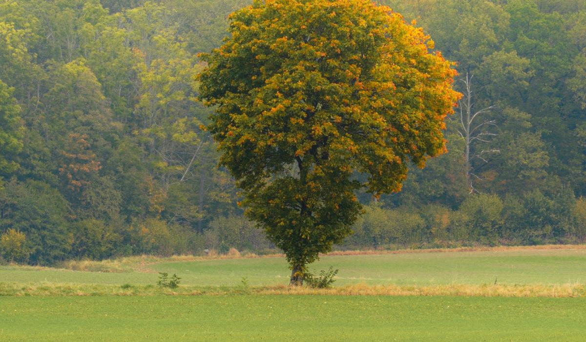 Прикмети на сьогодні