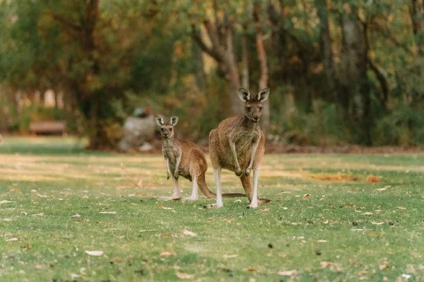 24 жовтня в Україні і світі святкують Всесвітній день кенгуру / © pexels.com